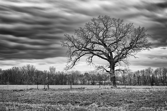 Gnarly Bur Oak in Black and White