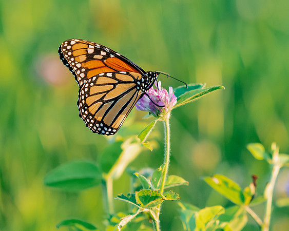 Monarch Butterfly-3