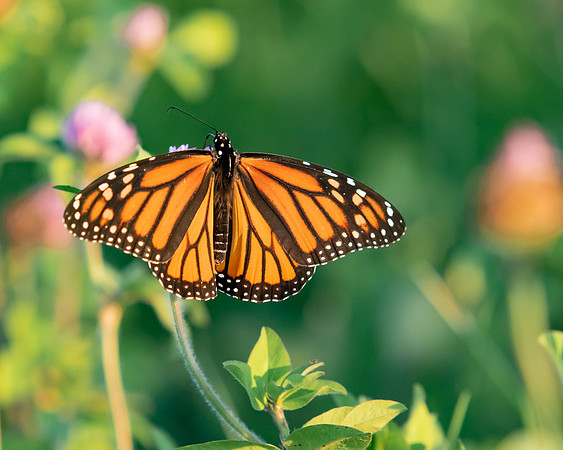 Monarch Butterfly-2