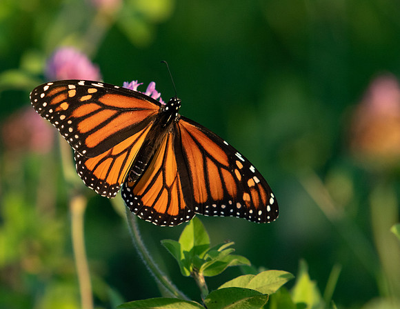 Monarch Butterfly-1