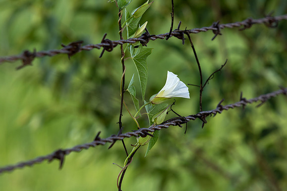 Flowering Vine On Barbed Wire