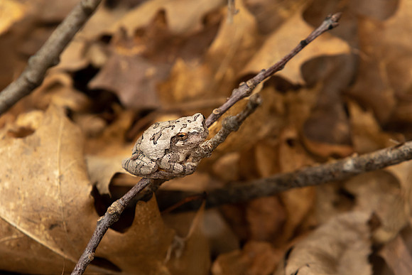 Eastern Gray Tree Frog