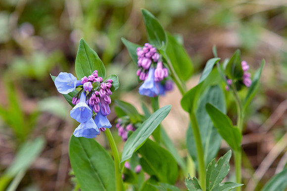 Virginia Bluebells