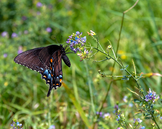 Black Swallowtail Butterfly-3