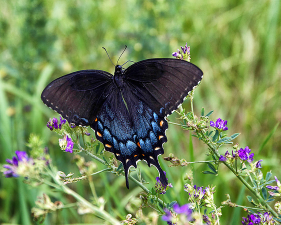 Black Swallowtail Butterfly-4