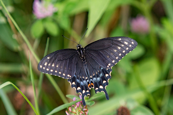 Black Swallowtail Butterfly-1